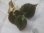 画像2: Begonia decora Cameron Highlands Malaysia【R0718-03】 (2)