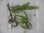 画像1: Microsorum pteropus Minganao【LA1023-01Z】 (1)