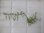 画像2: Teratophyllum izonicum "Lzon Philippines"【KSB】 (2)