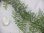 画像2: Teratophyllum izonicum "Lzon Philippines"【KSB】 (2)