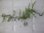 画像1: Teratophyllum izonicum "Lzon Philippines"【KSB】 (1)