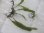 画像2: Microsorum pteropus Minganao【LA1023-01Z】 (2)
