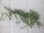 画像1: Teratophyllum izonicum "Lzon Philippines"【KSB】 (1)