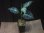 画像4:  Aglaonema pictum "Higherophant Green" from Sumatera barat【AZ0512-X】 (4)