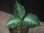 画像1:  Aglaonema pictum "type NIRVASH" from Pulau Nias【AZ0611-3】 (1)