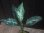 画像1:  Aglaonema pictum "Higherophant Green" from Sumatera barat【AZ0512-X】 (1)