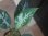 画像3:  Aglaonema pictum "Higherophant Green" from Sumatera barat【AZ0512-X】 (3)