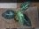 画像2:  Aglaonema pictum "Higherophant Green" from Sumatera barat【AZ0512-X】 (2)