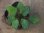 画像2: Homalomena sp. " Circle Leaf " from Pulau Lingga 【AZ0517-11】 (2)