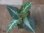 画像1:  Aglaonema pictum "Hierophant Green" from Sumatera barat【AZ0512-X】 (1)