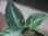 画像4:  Aglaonema pictum "Hierophant Green" from Sumatera barat【AZ0512-X】 (4)