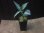 画像5:  Aglaonema pictum "Hierophant Green" from Sumatera barat【AZ0512-X】 (5)