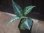 画像2:  Aglaonema pictum "Hierophant Green" from Sumatera barat【AZ0512-X】 (2)