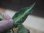 画像2:  Aglaonema pictum tricolor from Sibolga Timur【HW0819-05j】 (2)