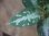 画像3:  Aglaonema pictum "Hierophant Green" from Sumatera barat【AZ0512-X】 (3)