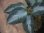 画像4:  Aglaonema pictum "Silver Mosaic" from Sumatera barat【AZ0514-1b】２株立 (4)