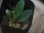 画像2: Schismatoglottis sp  "Silver Leaf" from Kalbar【AZ0823-3】 (2)