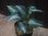 画像2:  Aglaonema pictum "Silver Mosaic" from Sumatera barat【AZ0514-1b】２株立 (2)
