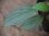 画像1: Schismatoglottis sp  "Silver Leaf" from Kalbar【AZ0823-3】 (1)