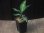 画像4:  Aglaonema pictum tricolor from Sibolga Timur【HW0819-05u】 (4)