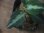 画像4:  Aglaonema pictum tricolor from Sibolga Timur【HW0819-05j】 (4)