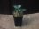 画像4:  Aglaonema pictum tricolor from Sibolga Timur【HW0819-05j】 (4)