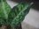 画像3:  Aglaonema pictum tricolor from Sibolga Timur【HW0819-05u】 (3)