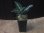 画像4:  Aglaonema pictum from Sibolga Utara【HW0818-06e】 (4)