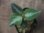 画像2:  Aglaonema pictum multicolor "HGWTZ under PS-4 " from Padang Sidempuan【HW0523-29】(26) (2)