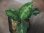 画像1:  Aglaonema pictum tricolor from Sibolga Timur【HW0819-05u】 (1)