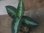 画像5:  Aglaonema pictum tricolor  from Pulau Nias【HW0819-01z】