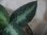 画像4:  Aglaonema pictum tricolor  from Pulau Nias【HW0819-01z】