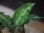 画像2:  Aglaonema pictum tricolor from Sibolga Timur【HW0819-05u】 (2)