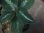 画像4:  Aglaonema pictum "EXST-G" from Sibolga Utara【HW0818-06b】 (4)
