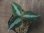 画像1:  Aglaonema pictum multicolor "HGWTZ under PS-4 " from Padang Sidempuan【HW0523-29】(18) (1)