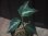画像1:  Aglaonema pictum tricolor from Sibolga Timur【HW0819-05j】 (1)