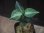 画像1:  Aglaonema pictum multicolor "HGWTZ under PS-4 " from Padang Sidempuan【HW0523-29】(26) (1)