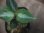 画像3:  Aglaonema pictum multicolor "HGWTZ under PS-4 " from Padang Sidempuan【HW0523-29】(26) (3)