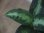 画像3:  Aglaonema pictum tricolor  from Pulau Nias【HW0819-01z】