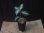 画像6:  Aglaonema pictum tricolor  from Pulau Nias【HW0819-01z】
