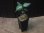 画像5:  Aglaonema pictum multicolor "HGWTZ under PS-4 " from Padang Sidempuan【HW0523-29】(26) (5)