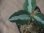 画像3:  Aglaonema pictum multicolor "HGWTZ under PS-4 " from Padang Sidempuan【HW0523-29】(18) (3)