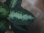 画像2:  Aglaonema pictum tricolor  from Pulau Nias【HW0819-01z】