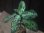 画像2: Aglaonema pictum "PS-A" from Pandang Sidempuan【HW1223-01a】 (2)