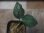 画像1: Aglaonema pictum "PS-G" from Pandang Sidempuan【HW1223-01g】 (1)