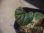画像3: Begonia sp.   from Bukitinggi【AZ1123-12a】 (3)