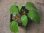 画像1: Begonia sp.   from Bukitinggi【AZ1123-11】 (1)