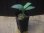 画像4: Schismatoglottis sp  "Silver Leaf" from Kalbar【AZ0823-3】 (4)