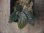 画像3: Begonia sp. from Padang Sidempuan【HW1123-06】 (3)