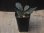 画像4: Begonia sp. from Padang Sidempuan【HW1123-06】 (4)